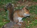 Sciurus carolinensis